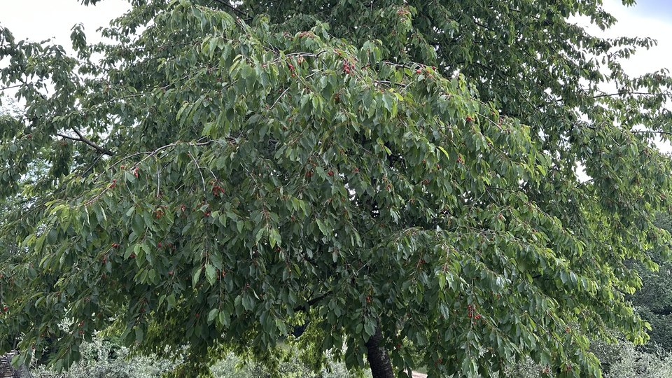 Istra, imanje, 4 kuće, velika okućnica, bazen, prodaja