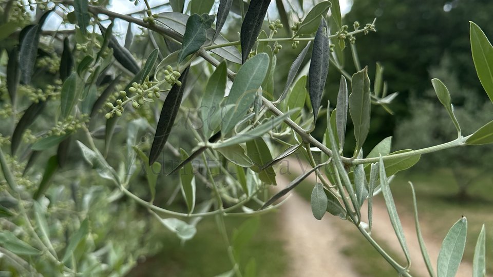 Istra, imanje, 4 kuće, velika okućnica, bazen, prodaja